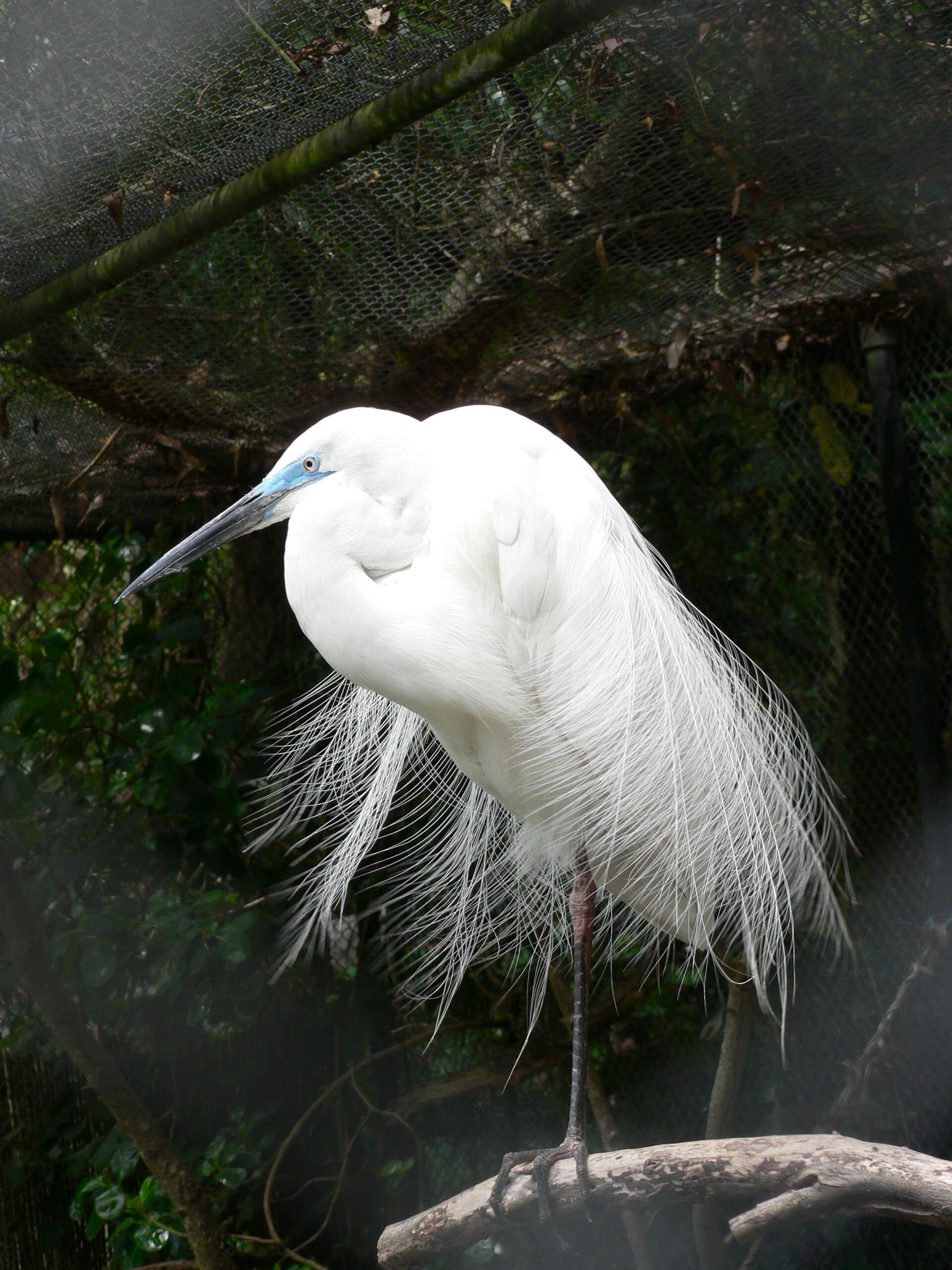 Image of Eastern great egret