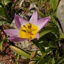 Tulipa saxatilis Sieber ex Spreng.的圖片