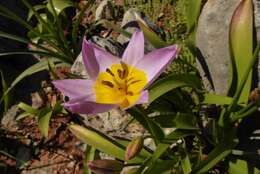 Image of Tulipa saxatilis Sieber ex Spreng.