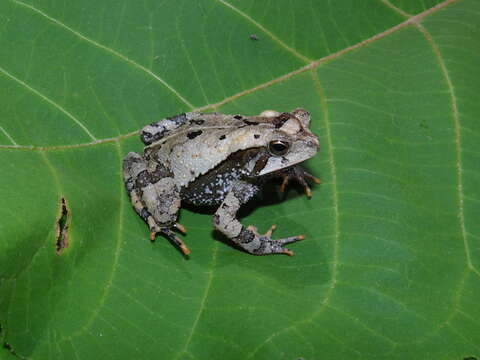 Image of Incilius macrocristatus (Firschein & Smith 1957)