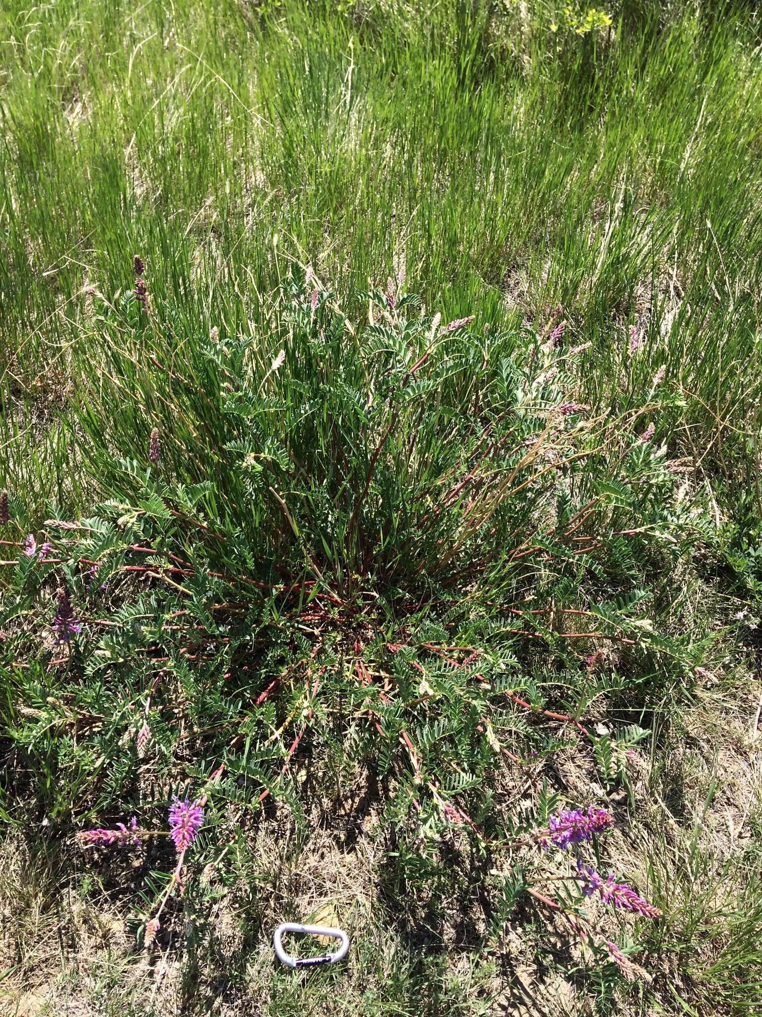 Imagem de Astragalus bisulcatus (Hook.) A. Gray