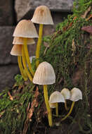 Mycena epipterygia (Scop.) Gray 1821 resmi