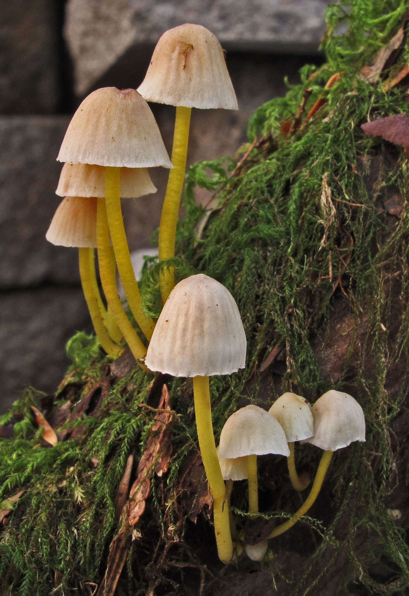 Mycena epipterygia (Scop.) Gray 1821 resmi