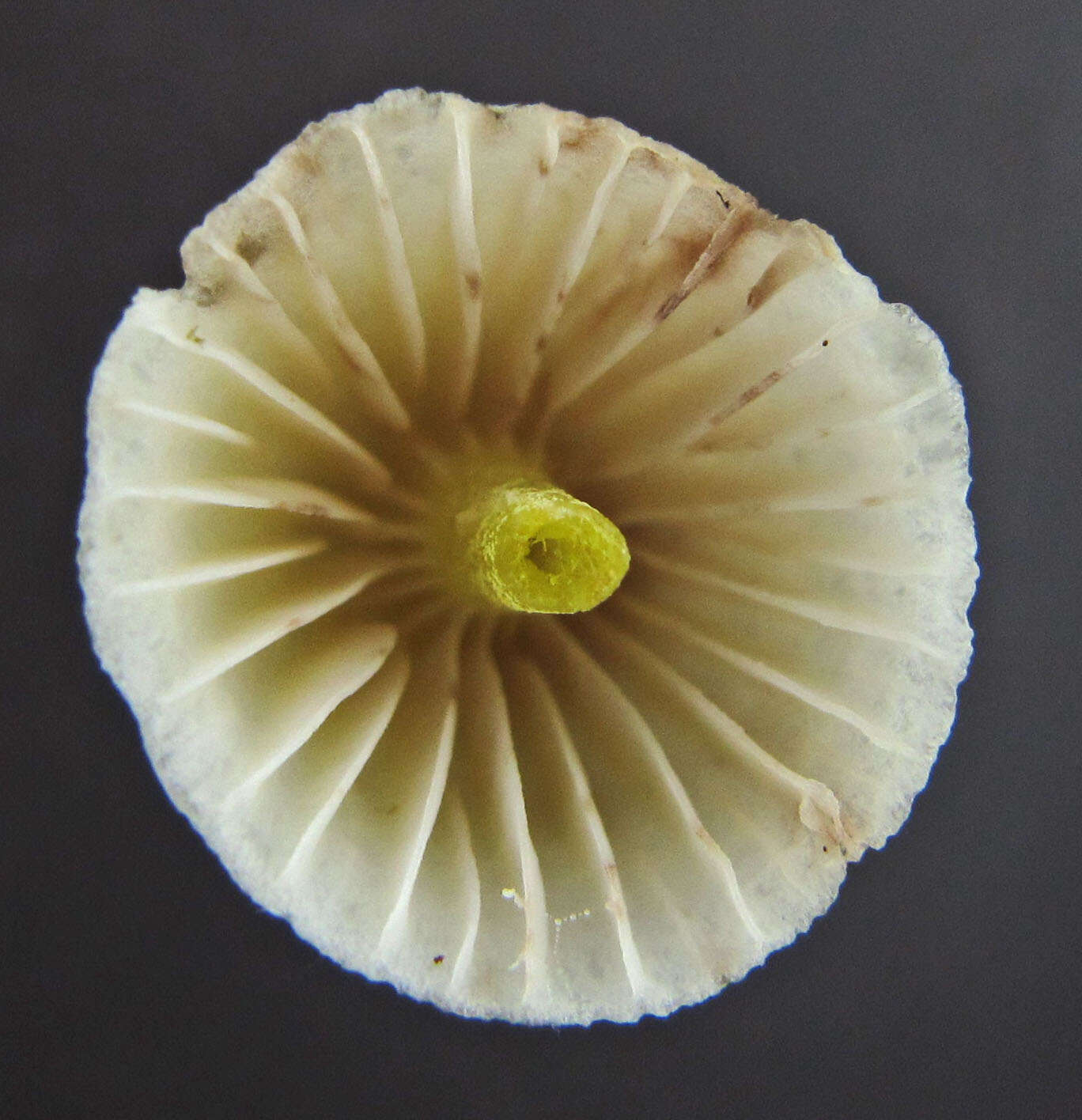 Image of Mycena epipterygia (Scop.) Gray 1821