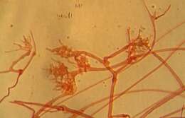 Image of Mycena epipterygia (Scop.) Gray 1821