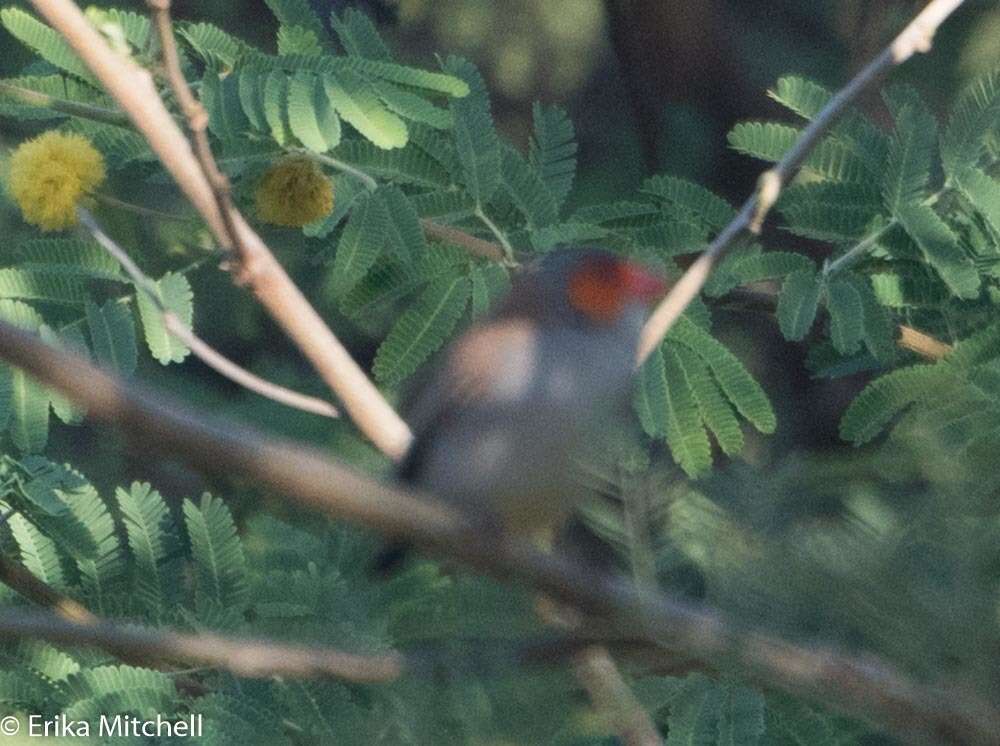 Image of Orange-cheeked Waxbill