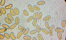 Imagem de Inocybe calamistrata (Fr.) Gillet 1876