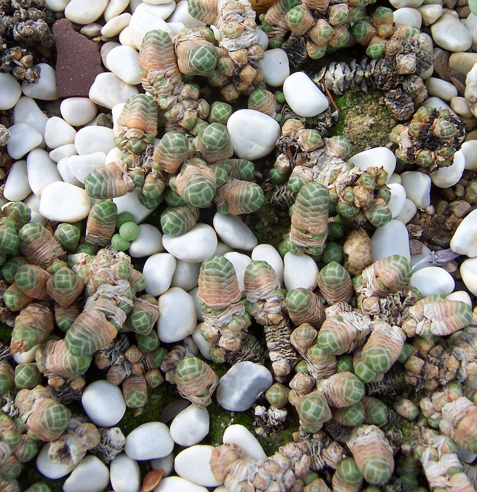 Image of Crassula barklyi N. E. Brown