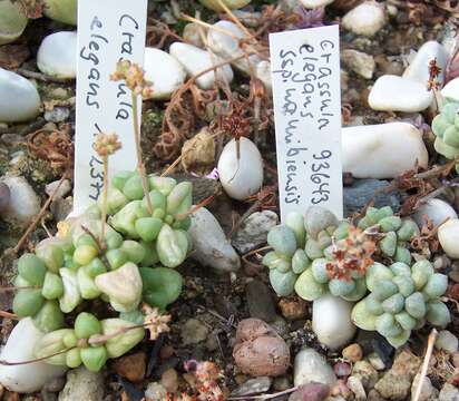 Image of Crassula elegans Schönl. & Baker fil.