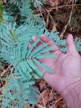 Image of wild tamarind