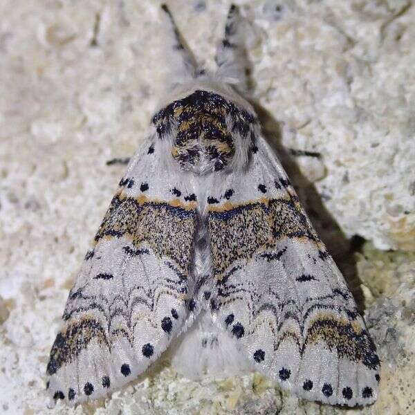 Image of sallow kitten (moth)