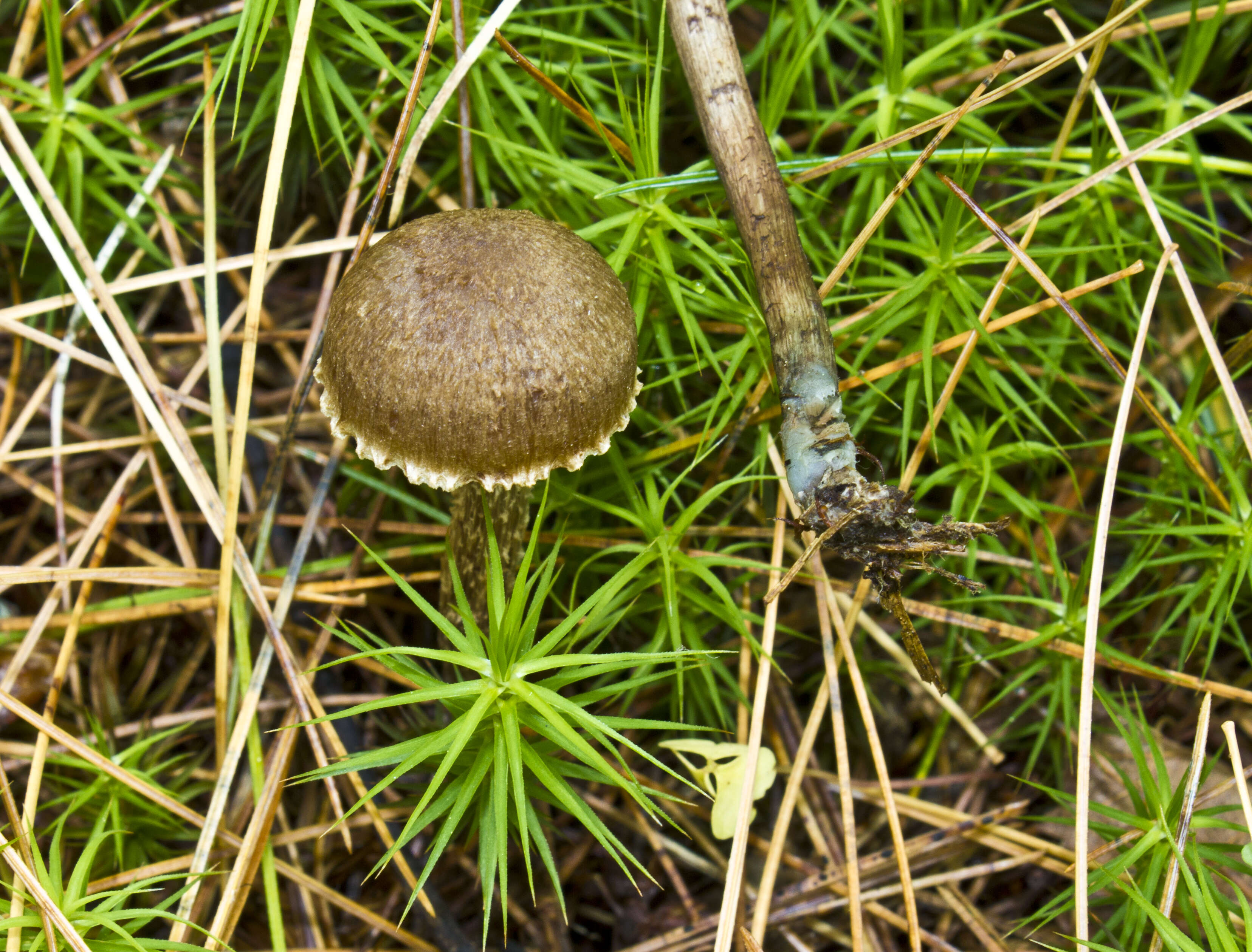 Imagem de Inocybe calamistrata (Fr.) Gillet 1876