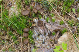 Imagem de Inocybe calamistrata (Fr.) Gillet 1876