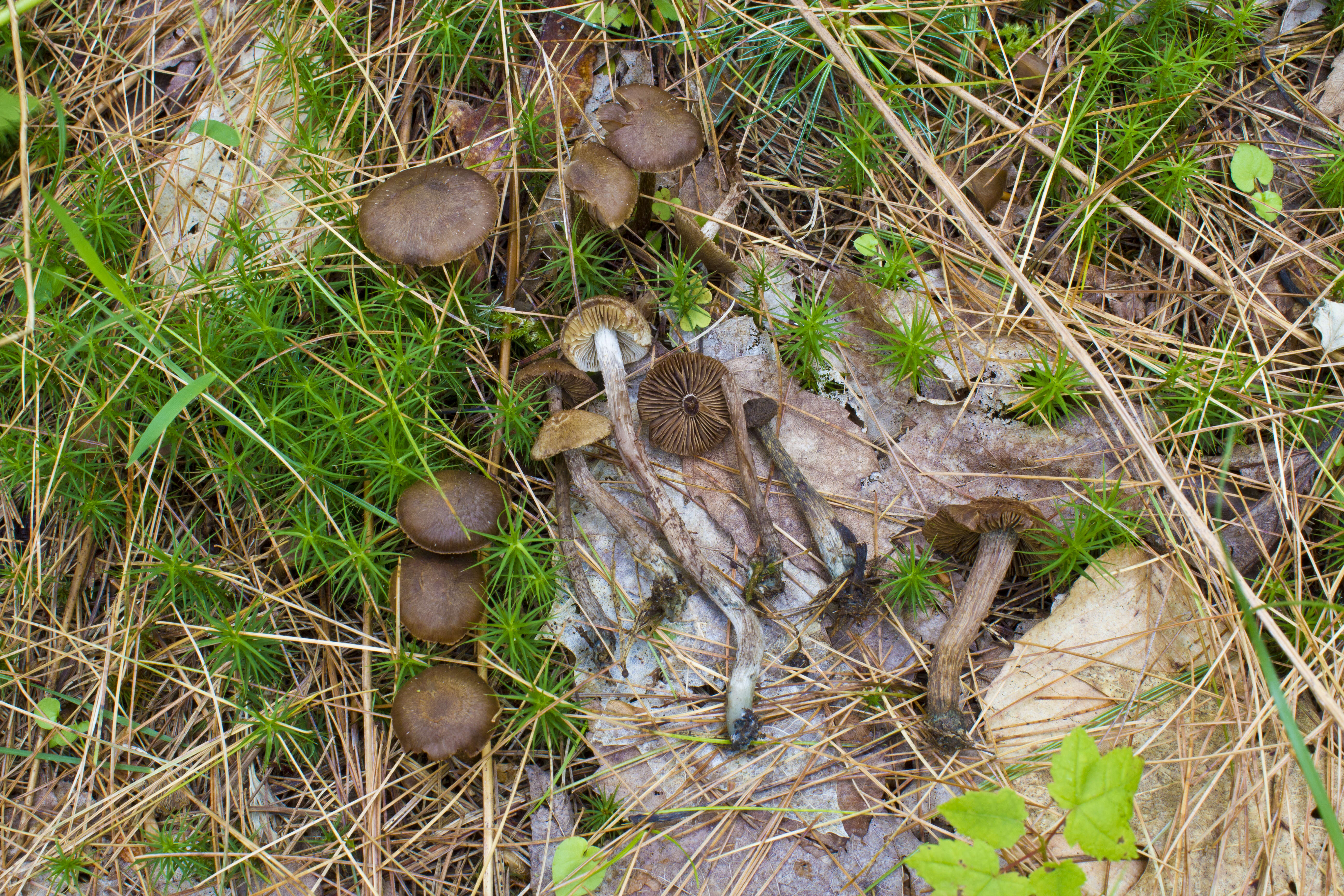 Imagem de Inocybe calamistrata (Fr.) Gillet 1876