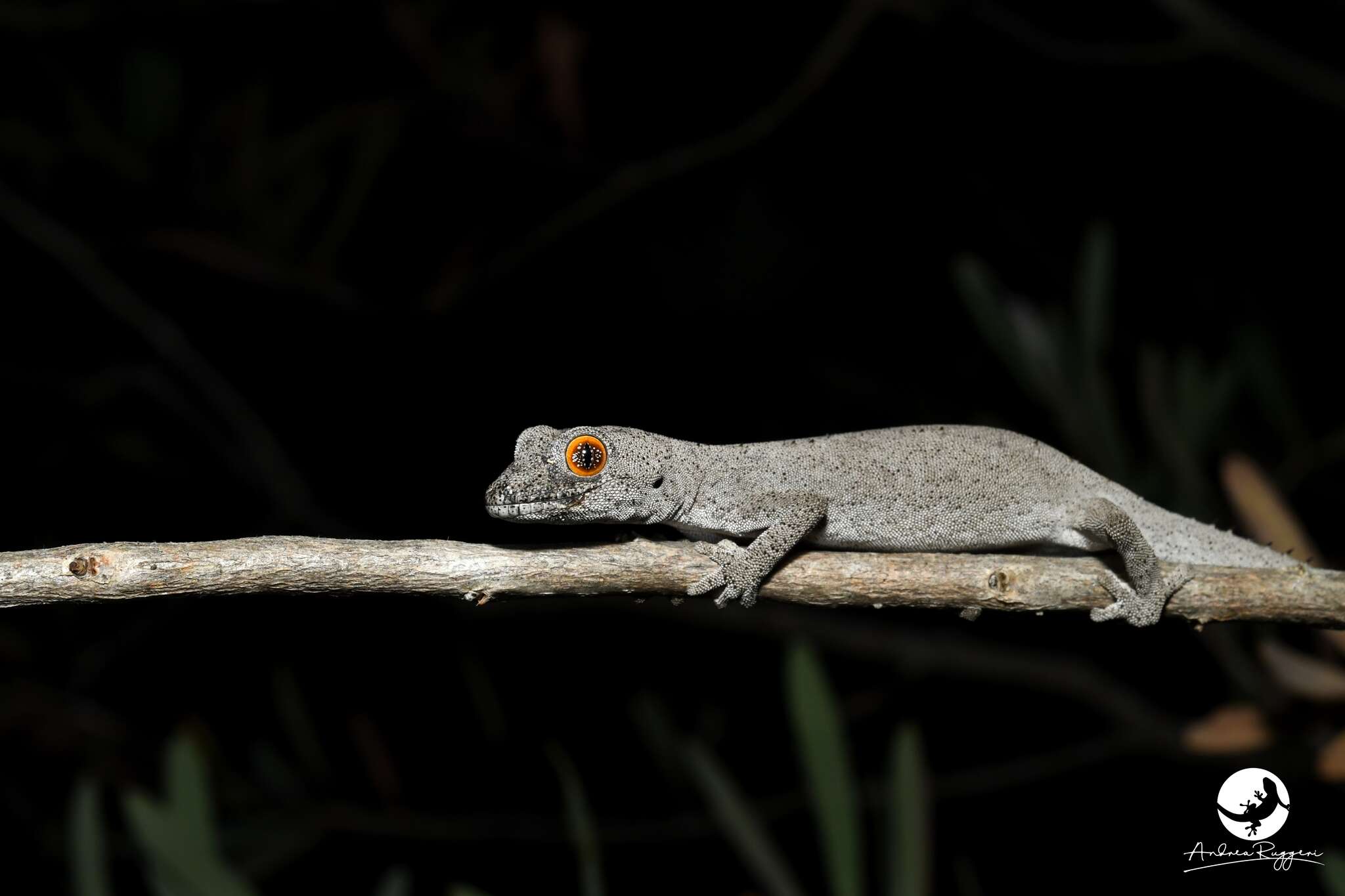 Image of Strophurus spinigerus inornatus (Storr 1988)