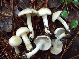 Inocybe geophylla (Bull.) P. Kumm. 1871 resmi