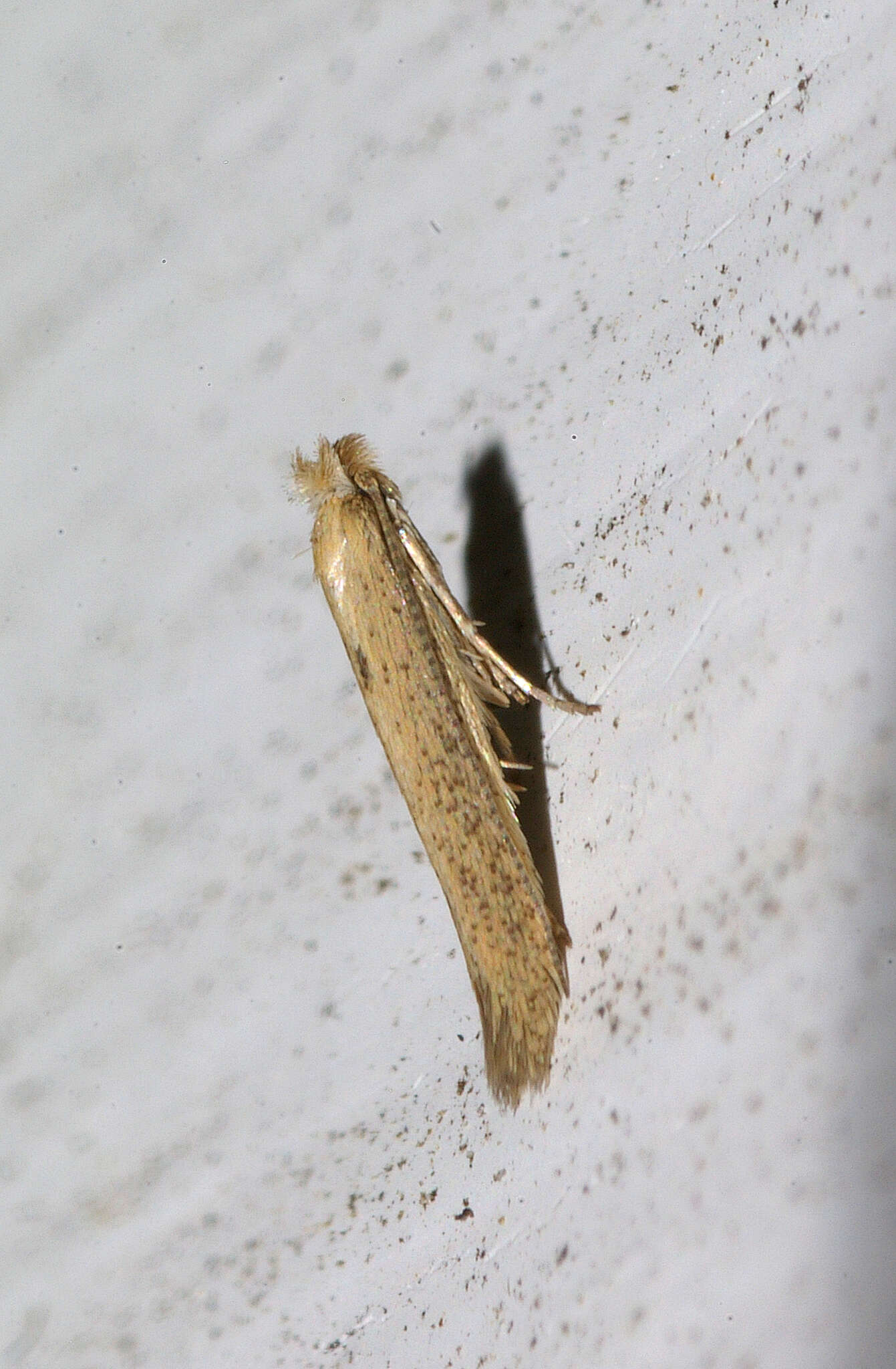 Image of convolvulus leafminer