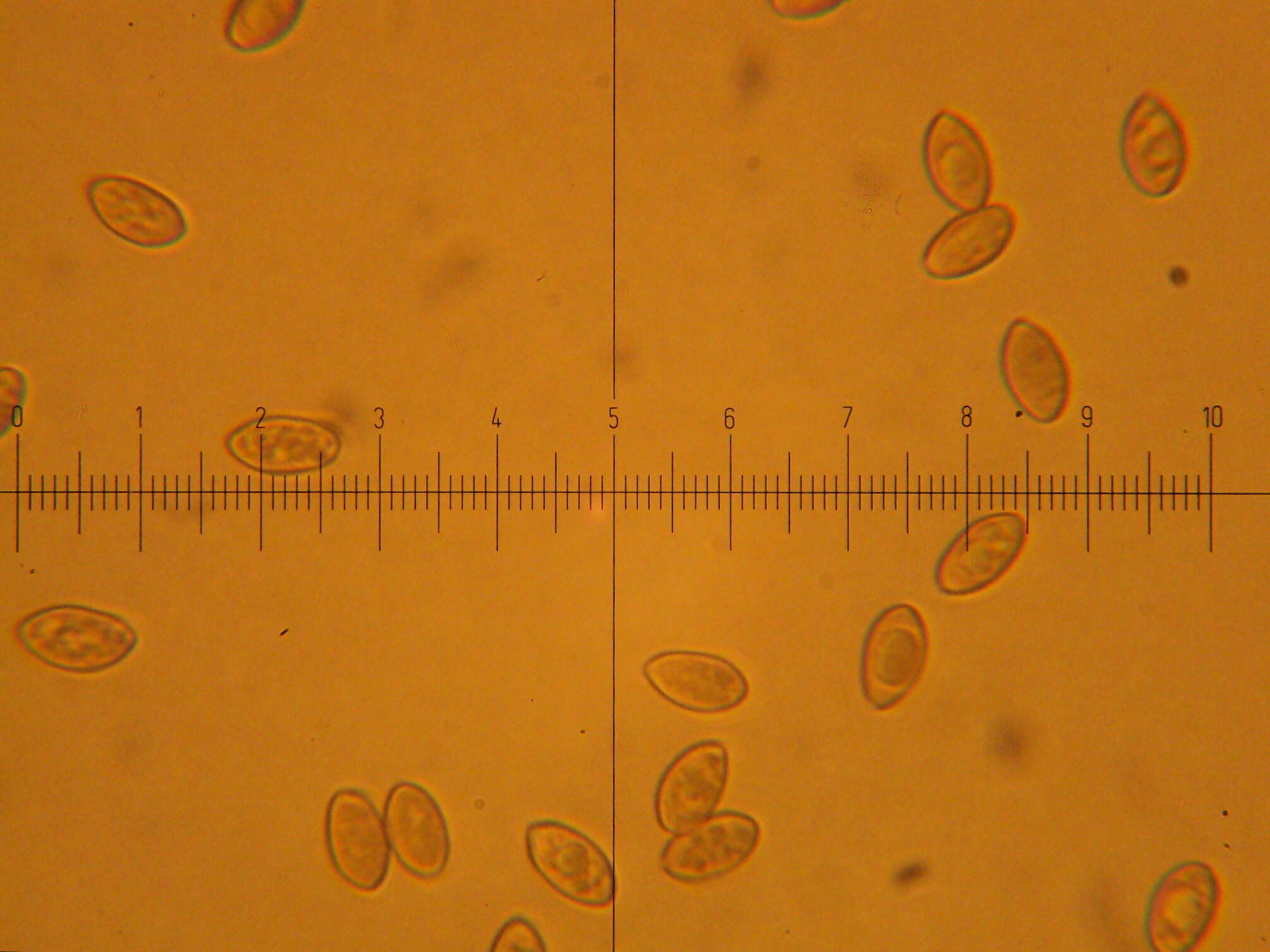 Inocybe geophylla (Bull.) P. Kumm. 1871 resmi