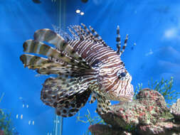 Image of Common lionfish