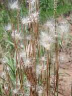 Imagem de Andropogon leucostachyus Kunth