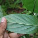 Plancia ëd Argyreia elliptica (Roth) Choisy