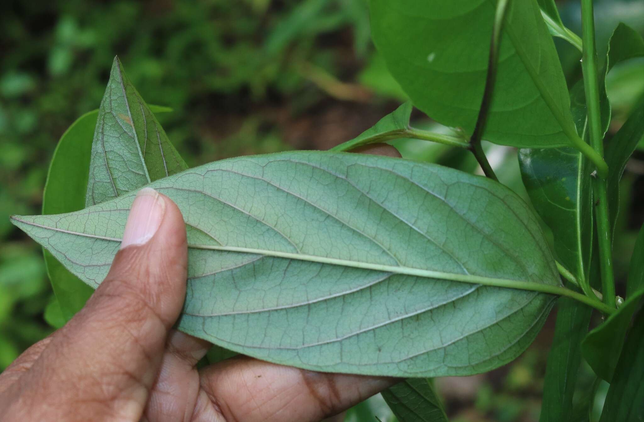 Image of Argyreia elliptica (Roth) Choisy