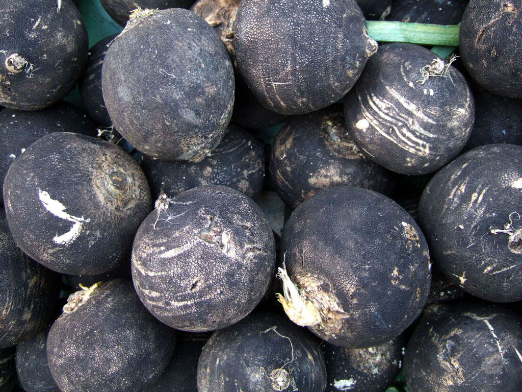 Image of cultivated radish