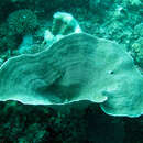 Image of Pagoda coral