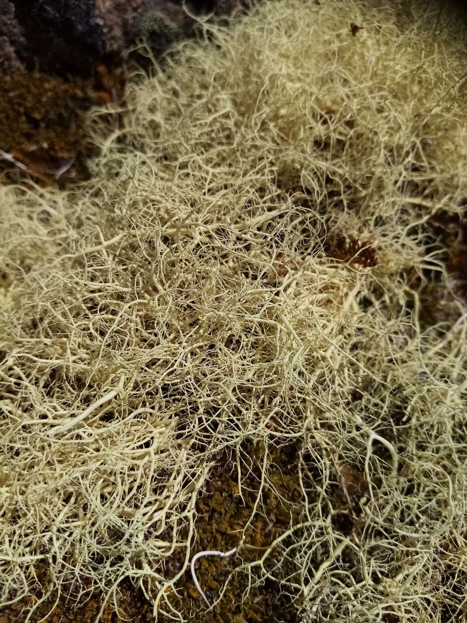 Image of <i>Usnea contexta</i> Motyka