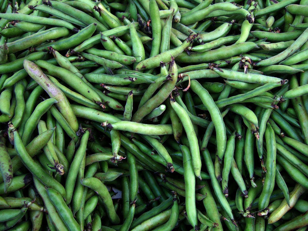 Image of Broad Bean