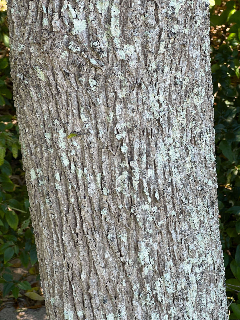 Image of Planchonella cinerea (Pancher ex Baill.) P. Royen