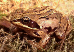 Image of Altai Brown Frog (Altai Mountains Populations)