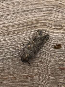 Image of beet armyworm