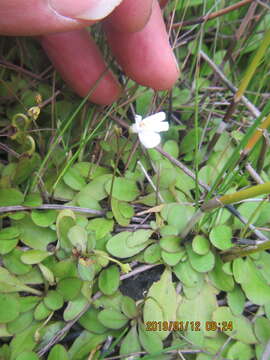 Image of Mazus novaezeelandiae W. R. Barker