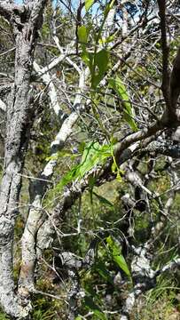 Image of Dioscorea heteropoda Baker