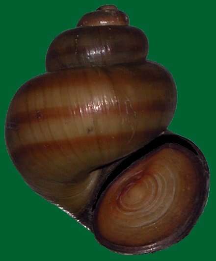 Image of Lister's River Snail