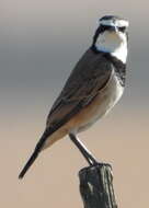 Image of Capped Wheatear