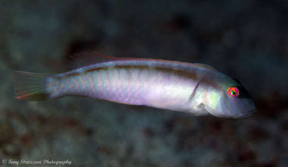 Image of Collared razorfish