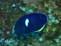 Image of Black Angelfish