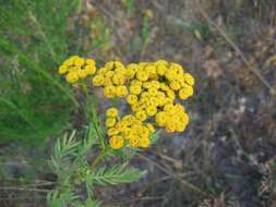 Image of common tansy