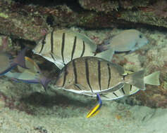 Image of Convict Surgeonfish