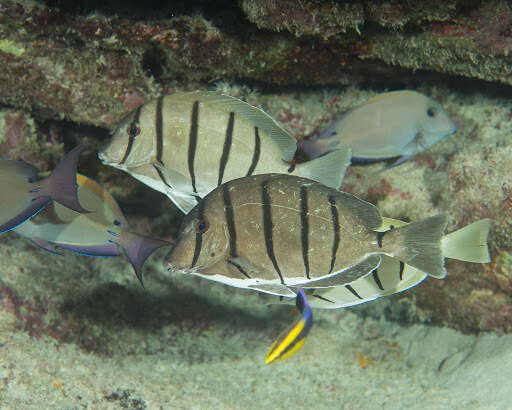 Image of Convict Surgeonfish