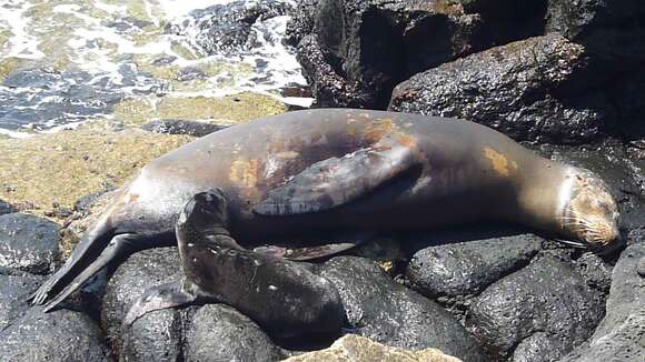 Image of Galapagos Fur Seal