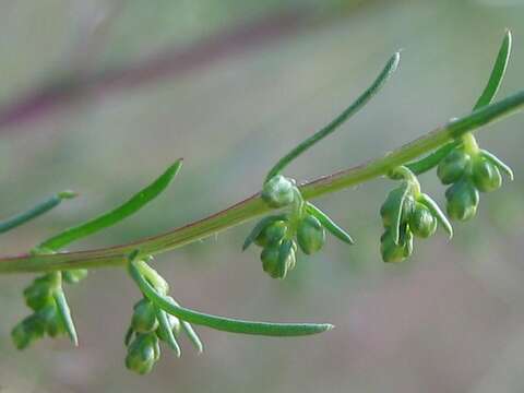 Image of field sagewort