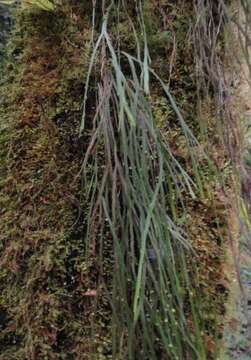 Image de Psilotum complanatum Sw.