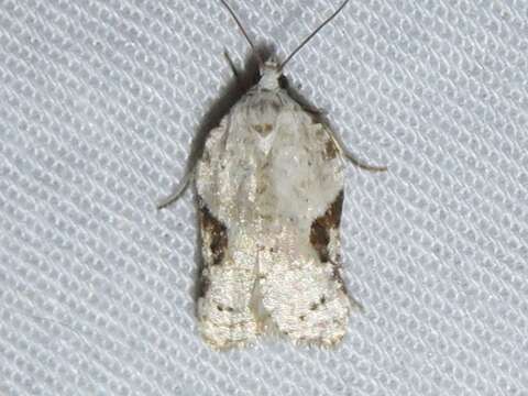 Image of Acleris subnivana Walker 1863