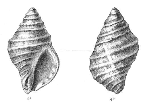 Image of Dog whelk