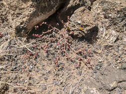 Image of slenderleaf iceplant