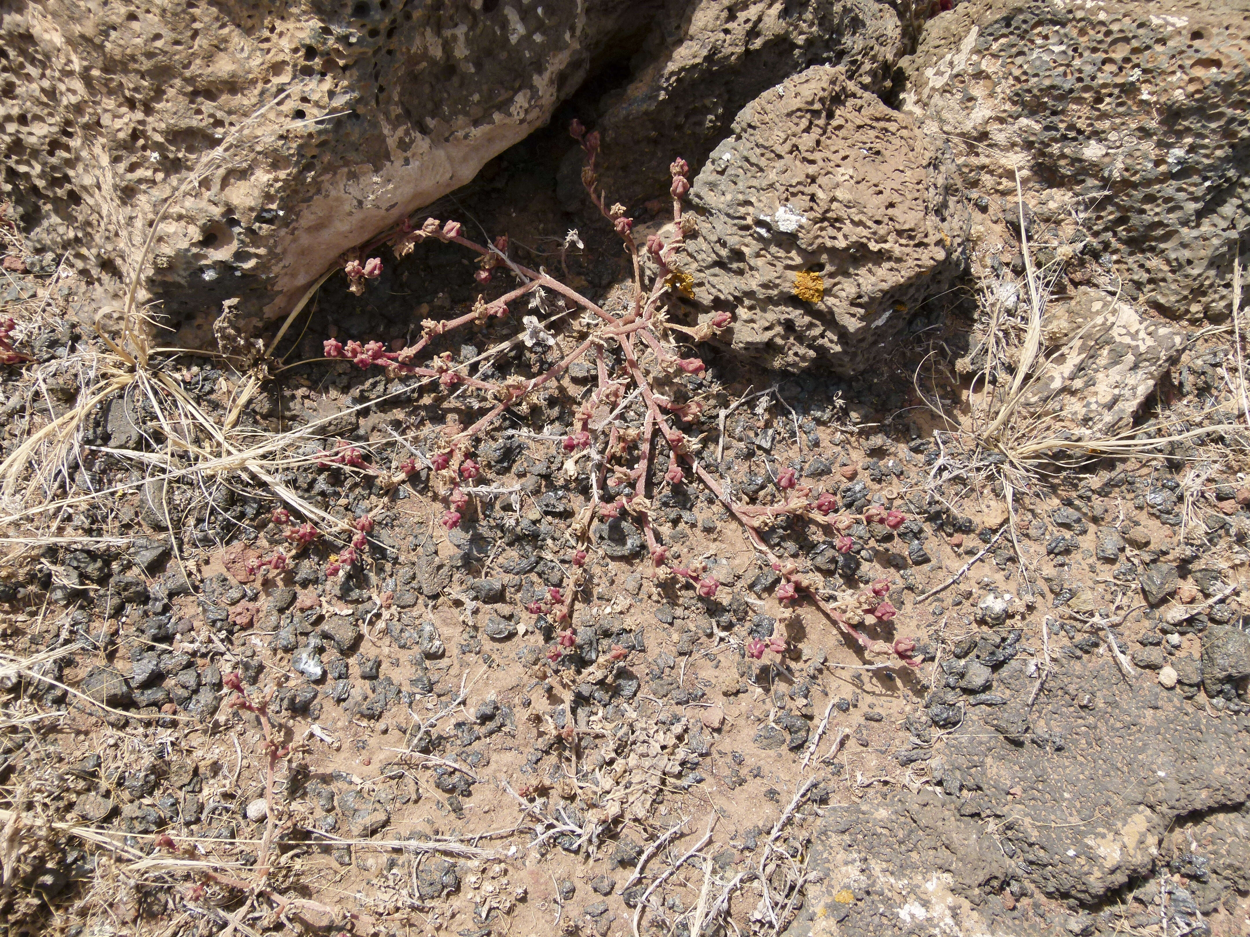 Слика од Mesembryanthemum nodiflorum L.