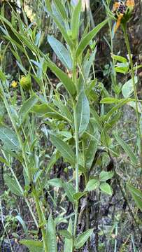 Image de Helianthus agrestis Pollard